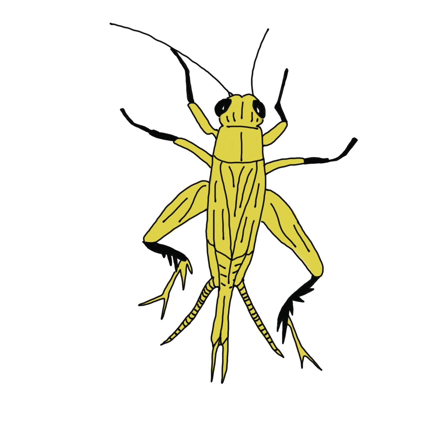 cricket.png